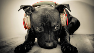 Black dog headphones wooden floor - a black dog free wallpaper