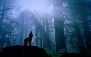 Wolf rock forest night fog - a wolf free wallpaper for desktop