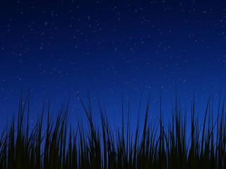 Night sky stars grass blue - night sky free wallpaper