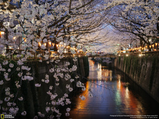 River flowers bridge lights people - the bridge free wallpaper