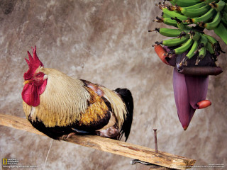 Rooster branch bananas hanging tree - a rooster free wallpaper