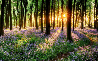 Forest purple flowers sunlight trees 2 - purple flower and trees free wallpaper