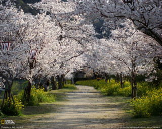 Dirt road trees white flowers - free spring wallpaper