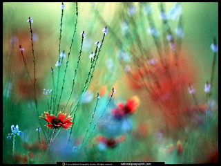 Field of flowers blurry background 4 - a blurry background of them free wallpaper