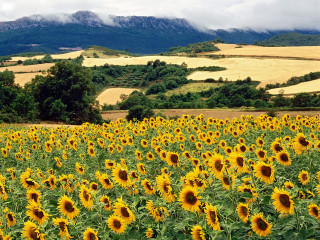 Sunflowers field mountains clouds sky - a field of sunflowers free wallpaper for desktop