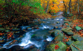 Autumn stream forest leaves rocks - autumn time free wallpaper