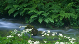 Stream lush forest white flowers - nature free wallpaper