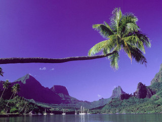 Palm tree water mountains boat - the background and a boat free wallpaper