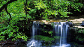 Waterfall forest trees rocks stream - a waterfall in a forest free wallpaper