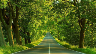 Road trees grass scenery nature 3 - both side of the road free wallpaper