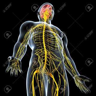 Nervous system microscopic shiny anatomy - free technology wallpaper for tablet