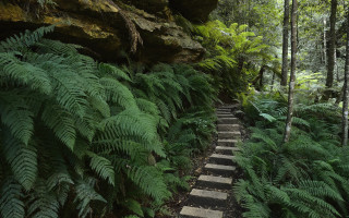 Forest path ferns rock formation - a path in the middle of a forest free wallpaper