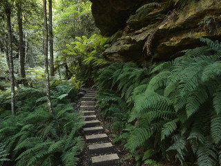 Path woods rock formation ferns - the side of the path free wallpaper