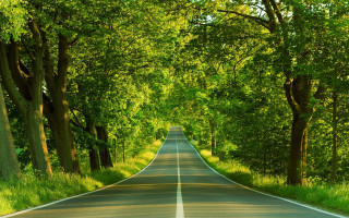 Road lined with trees and - the middle of the road free wallpaper