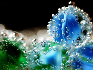 Blue flower water droplets macro 2 - petal free wallpaper for desktop
