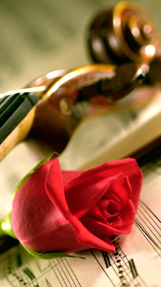 Rose music sheets scissors pliers - a rose free wallpaper for mobile