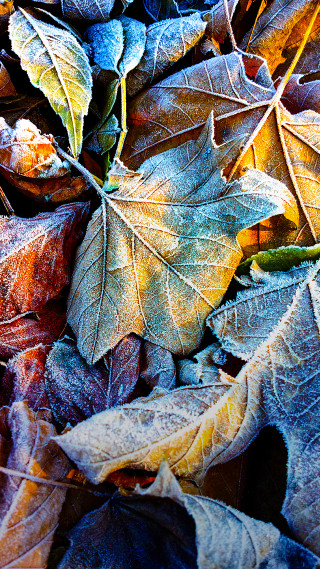 Leaves ground sunlight nature autumn - free autumn wallpaper for mobile