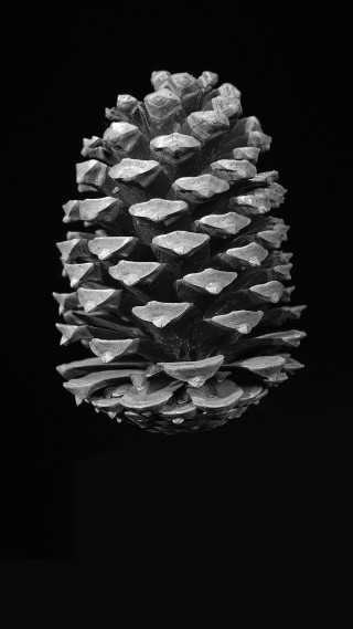 Pine cone black white background - medium free wallpaper
