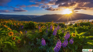 Field flowers sunset lake mountains - a field of flowers free wallpaper for desktop