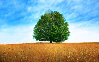 Large tree field grass blue - single free wallpaper