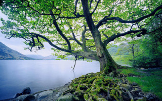 Tree moss water mountains green - it next free wallpaper for desktop