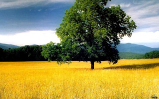 Lone tree yellow grass mountains - the background in the distance free wallpaper