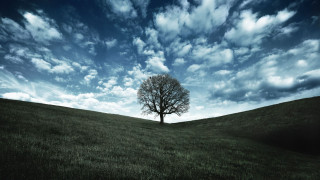 Lone tree grassy field cloudy 3 - a lone tree in the foreground free wallpaper