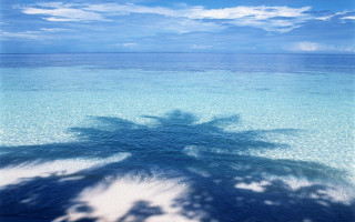 Palm tree shadow water beach - florianne becker free wallpaper for desktop