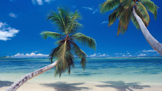 Palm trees beach blue sky - a blue sky and water free wallpaper