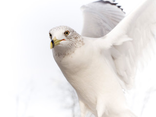 White bird yellow beak flying - a white bird free wallpaper for desktop