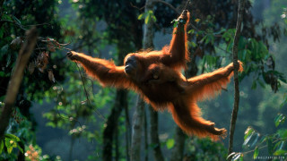 Young orangutan hanging eating leaves - alex petruk ape free wallpaper