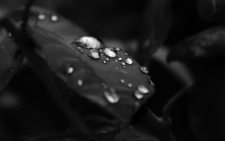 Black white leaf water droplets 2 - daniel lieske free wallpaper