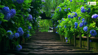 Steps blue flowers walkway leading 3 - the top of them free wallpaper