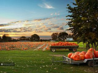 Pumpkin field truck sunset clouds - pumpkin free wallpaper