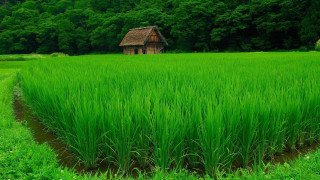 Green field house trees background - a green field free wallpaper for desktop