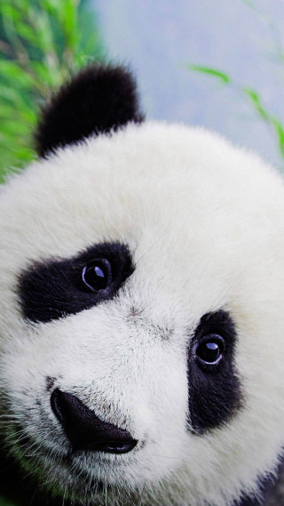 Panda bear sitting grass sad - a panda bear free wallpaper for mobile