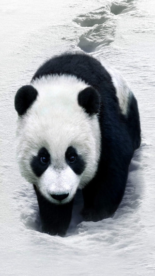 Panda bear walking snow zoo - ambient occlusion free wallpaper for mobile