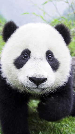 Panda sad sitting grass field - a lush green field of grass free wallpaper for mobile