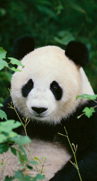 Panda bear sitting on branch - free animals wallpaper for mobile