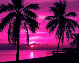 Pink sunset palm trees bench - the beach in front free wallpaper