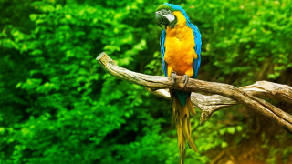 Colorful parrot perched branch forest 2 - a colorful parrot free wallpaper