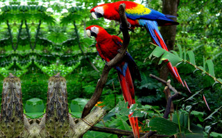 Colorful parrots perched tree branch - a tree branch in a forest area free wallpaper for desktop