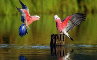Two birds flying water wings 2 - elizabeth durack free wallpaper