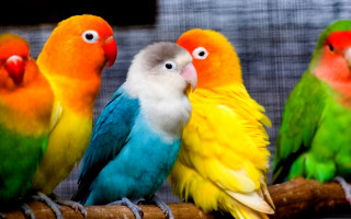 Colorful birds branch caged area - a caged area free wallpaper