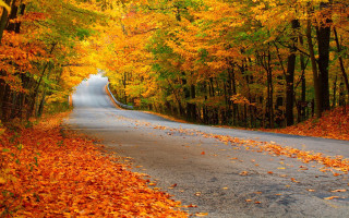 Autumn road trees bench yellow - a road free wallpaper