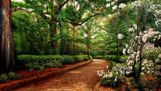 White flowering bush brick path - side of it free wallpaper