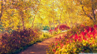 Forest path autumn fire flames - both side of it free wallpaper