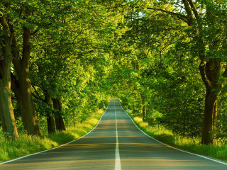 Road trees grass scenery nature 4 - a line of trees free wallpaper for desktop