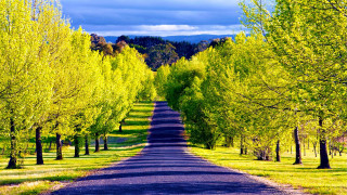 Road trees grass forest green - a forest of trees free wallpaper