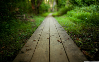 Wooden walkway forest trees grass 2 - both side of it free wallpaper